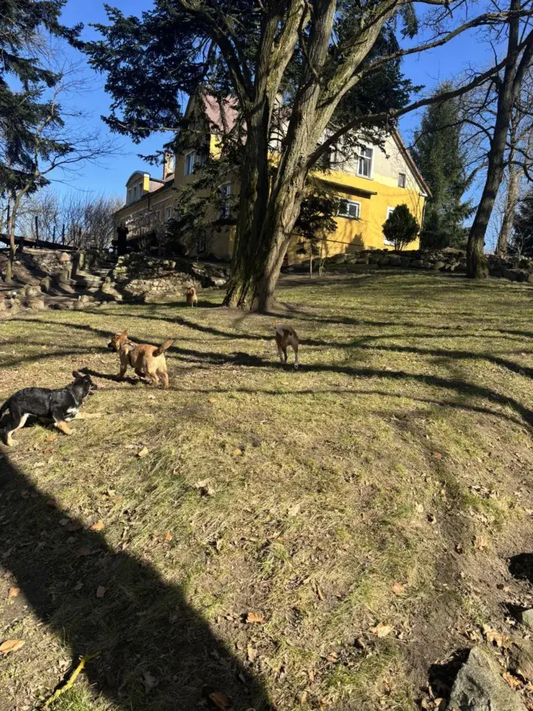 Trzy psy bawią się na słonecznym trawniku przed żółtym domem ośrodka w Kamieniu Rymańskim